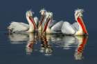 Dalmatian pelicans Close Up Art Print by Xavier Ortega