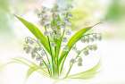 Lily Of The Valley Art Print