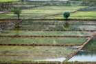 rice field on man Art Print