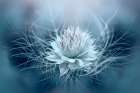 Love-In-A-Mist Art Print
