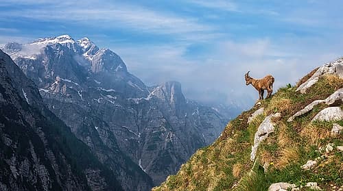 Alpine Ibex In The Mountains Art Print