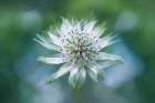 Astrantia Art Print