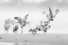 Sandhill Cranes in Morning Art Print