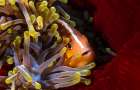 Skunk Clownfish Art Print