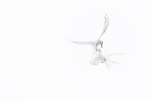 Arctic Terns Art Print