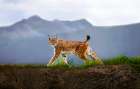 Walking Lynx Art Print