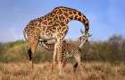 Giraffe with cup Art Print