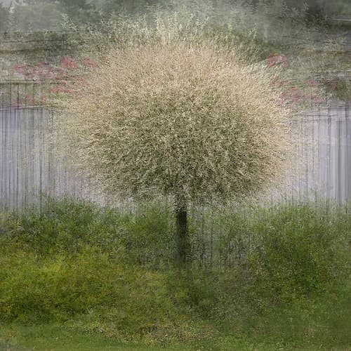 In Front Of The Fence Art Print by Katarina Holmstrom