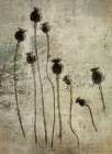 Poppy Seedlings Art Print
