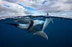 Pod of dolphin at the surface Art Print