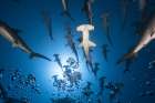 Hammerhead Shark Art Print
