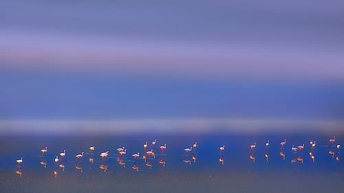 Early Morning Art Print