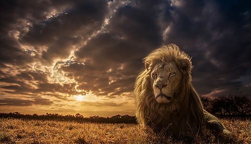 The Lion King Art Print