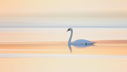 Swan Art Print