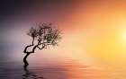 Tree At Lake Art Print