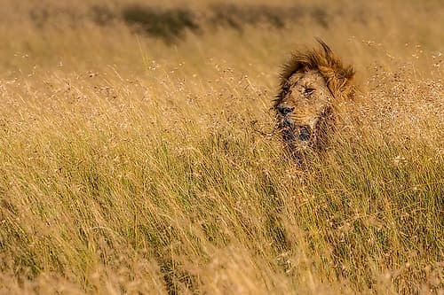 KING Animals Print