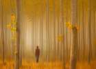 Lost in Autumn Art Print