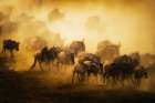 To Migrate Art Print