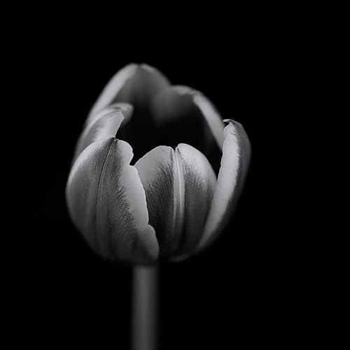 Tulip in mono Art Print