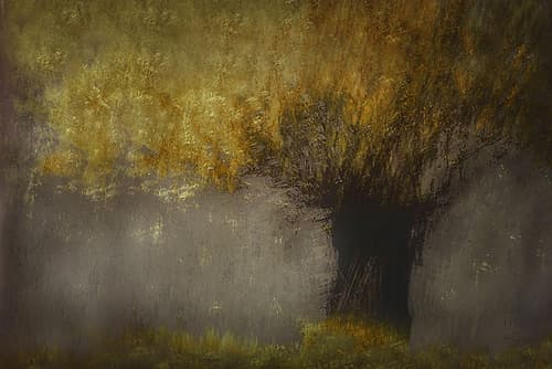 Pollard Willow Landscape Print