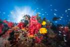 Reef Life Art Print