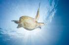 Sea Turtle - Green Turtle Art Print
