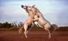 Horses fighting Art Print