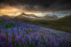 Blue meadows Art Print