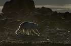 Golden Bear Art Print by Marc Pelissier