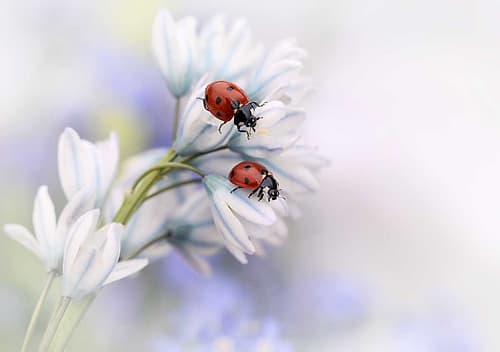 Ladybirds Art Print