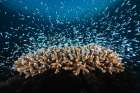 Underwater Life Art Print