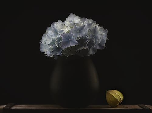 Hydrangea and vase Art Print