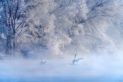 Swan Lake Art Print