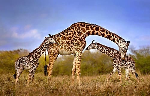 Giraffe with cubs Animals Print