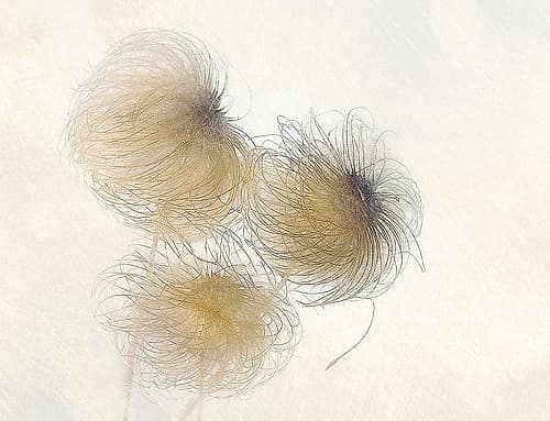 In The Wind Art Print