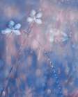 The Flower Duet Art Print