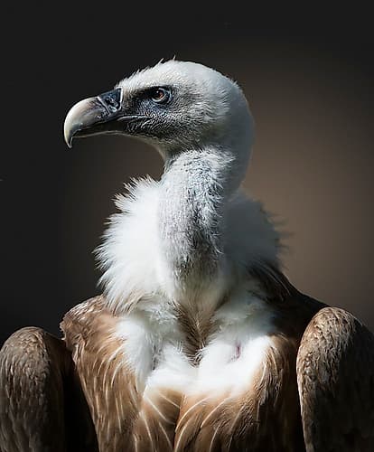 The look Wildlife Print