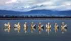 Dalmatian pelicans meeting Art Print by Xavier Ortega