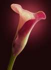 Red Calla Art Print