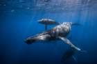Humpback whale family Art Print