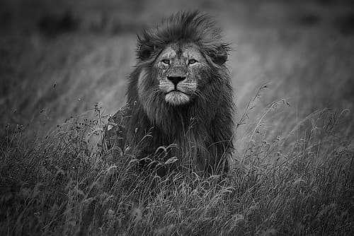 Lion King Art Print
