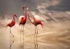 Fighting ... Art Print
