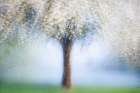Dreamy Spring Art Print by Martina Stutz