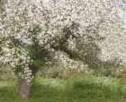 Apple Tree Art Print