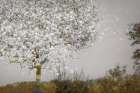 Fruit Tree Art Print