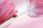Ladybug Art Print