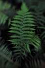 Soft Leaf Art Print