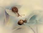 Snails Art Print
