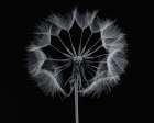 Salsify Art Print