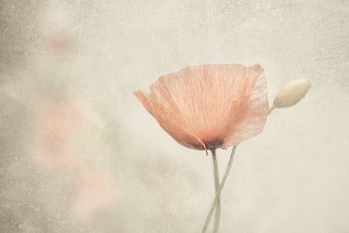 Jewel Of Nature Art Print by Gilbert Claes